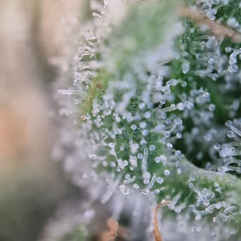 Triple G growlog timeline photo