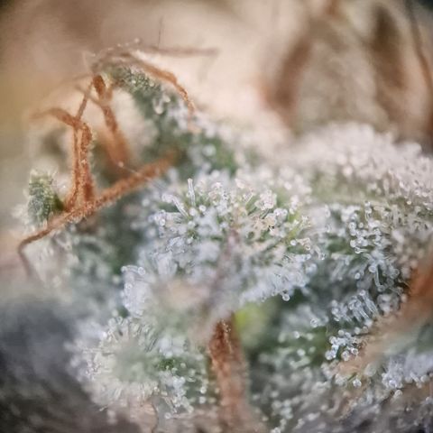 Triple G growlog timeline photo