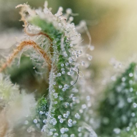 Schokohase  growlog timeline photo