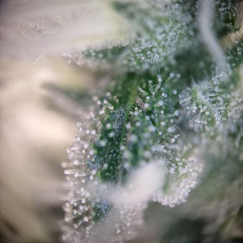 Schokohase  growlog timeline photo
