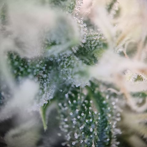 Schokohase  growlog timeline photo