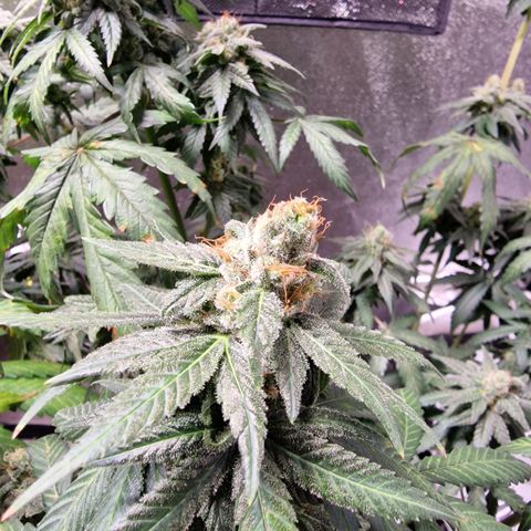 Triple G growlog timeline photo