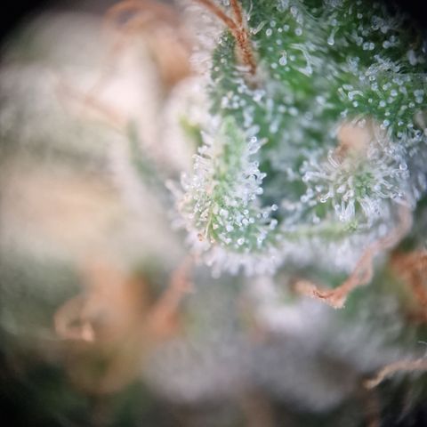 Triple G growlog timeline photo