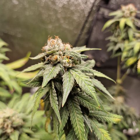 Triple G growlog timeline photo