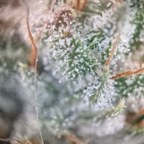 Triple G growlog timeline photo