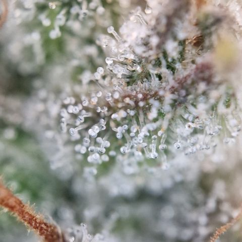 Triple G growlog timeline photo