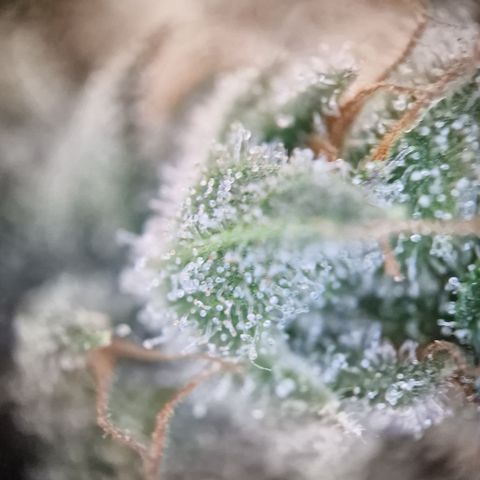 Triple G growlog timeline photo