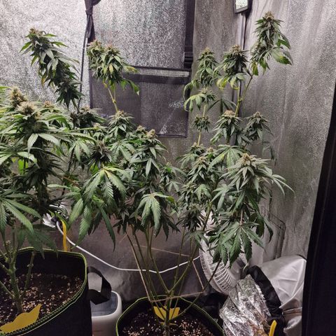 Triple G growlog timeline photo