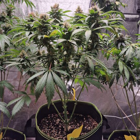 Kalini Asia growlog timeline photo