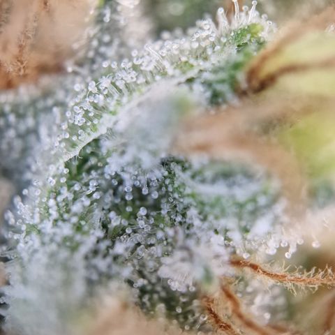 Kalini Asia growlog timeline photo