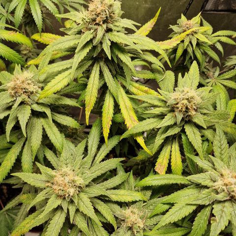 Kalini Asia growlog timeline photo