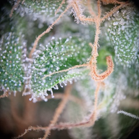 Kalini Asia growlog timeline photo