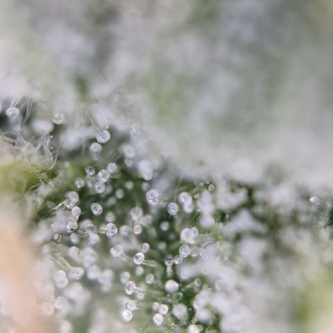 Kalini Asia growlog timeline photo