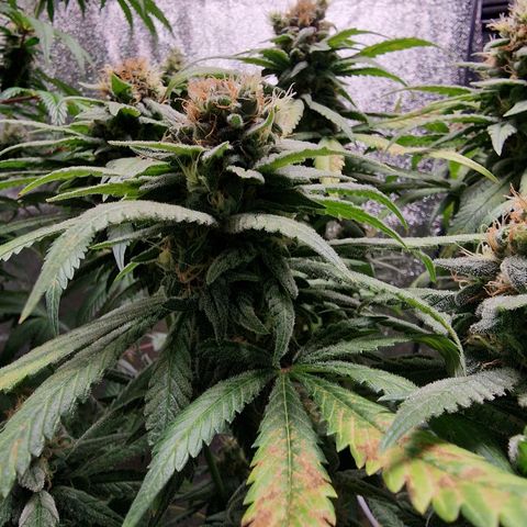 Kalini Asia growlog timeline photo