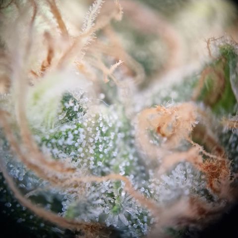 Kalini Asia growlog timeline photo