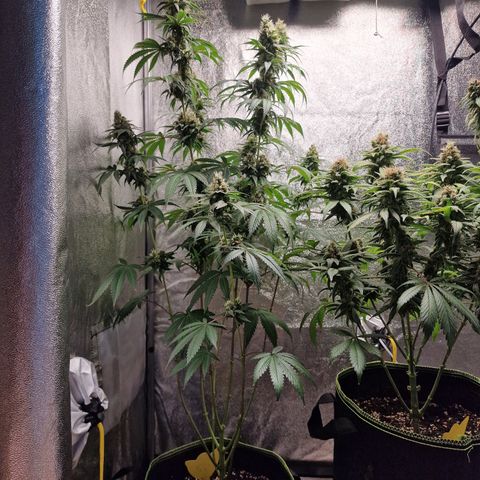 Schokohase  growlog timeline photo