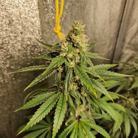 Schokohase  growlog timeline photo