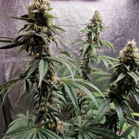 Schokohase  growlog timeline photo