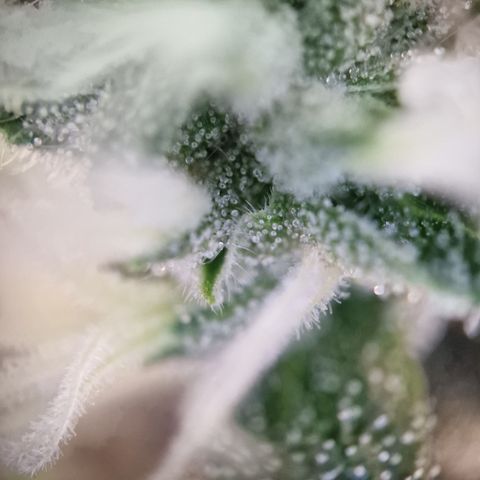 Schokohase  growlog timeline photo
