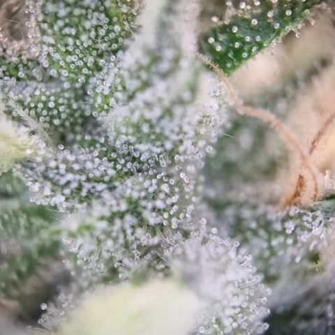 Schokohase  growlog timeline photo
