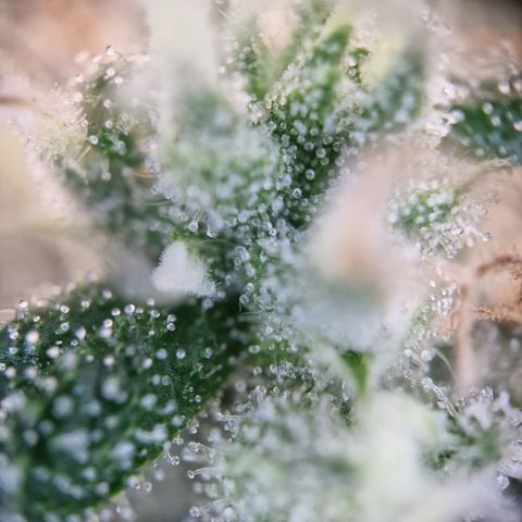 Schokohase  growlog timeline photo