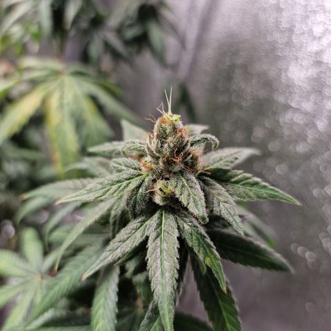Triple G growlog timeline photo
