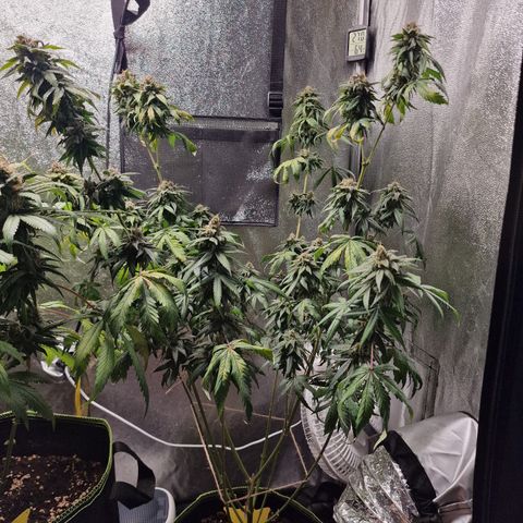 Triple G growlog timeline photo