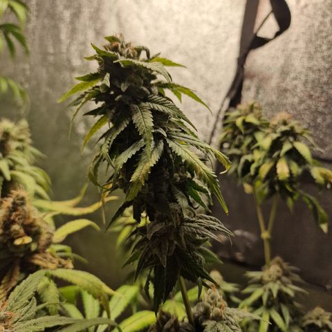 Triple G growlog timeline photo