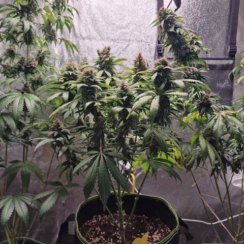 Kalini Asia growlog timeline photo