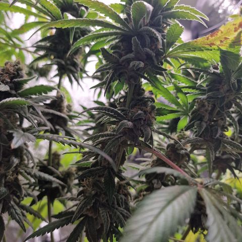 Kalini Asia growlog timeline photo