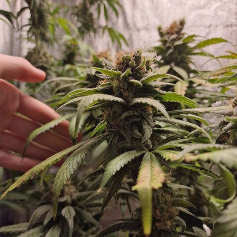 Kalini Asia growlog timeline photo
