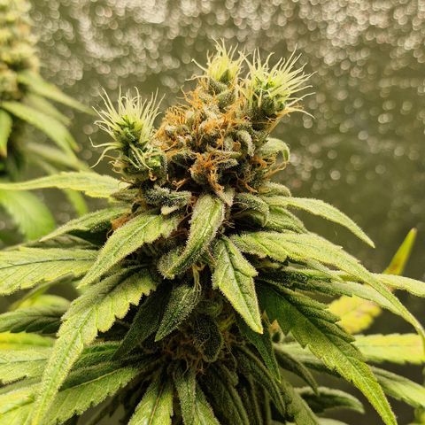 Kalini Asia growlog timeline photo