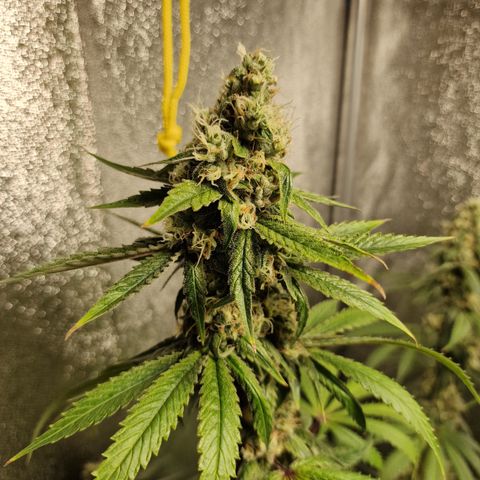 Schokohase  growlog timeline photo