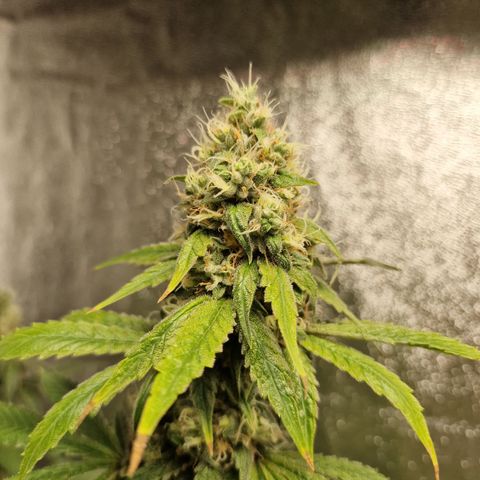 Schokohase  growlog timeline photo