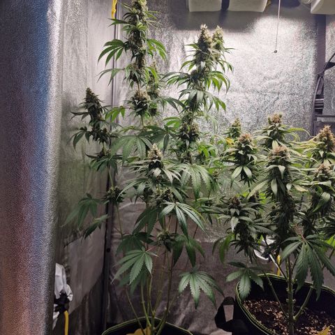 Schokohase  growlog timeline photo
