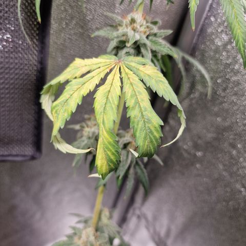Triple G growlog timeline photo