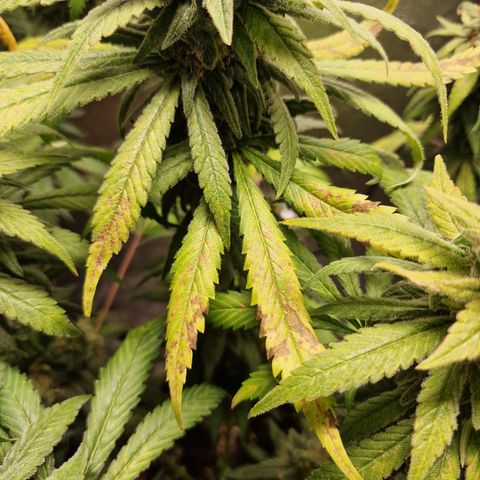 Kalini Asia growlog timeline photo