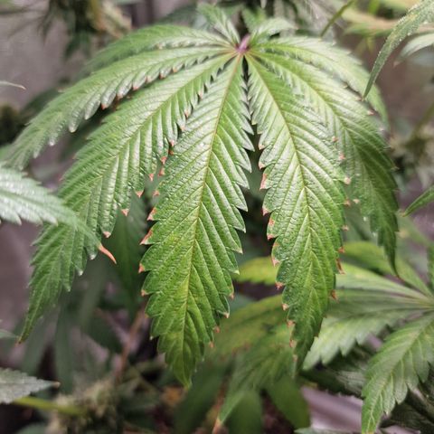 Schokohase  growlog timeline photo