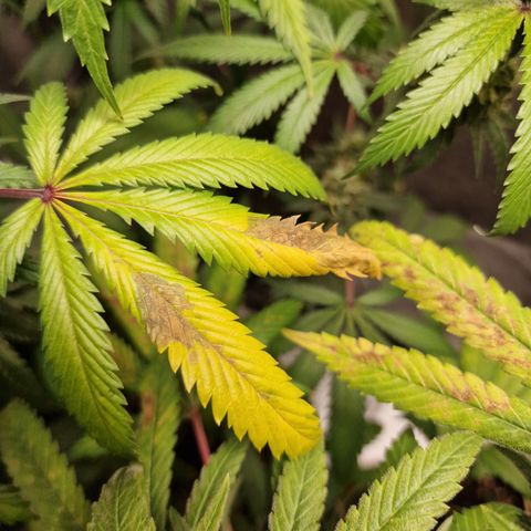 Schokohase  growlog timeline photo
