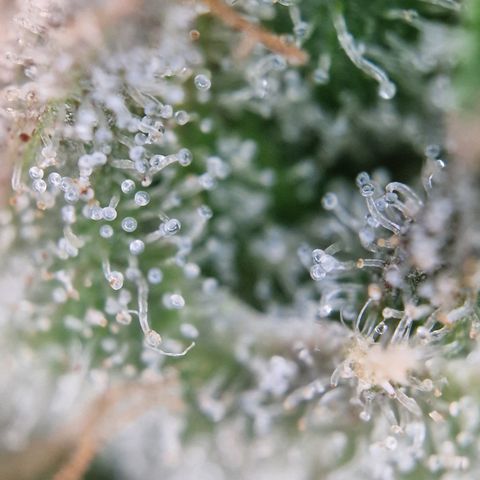 Triple G growlog timeline photo