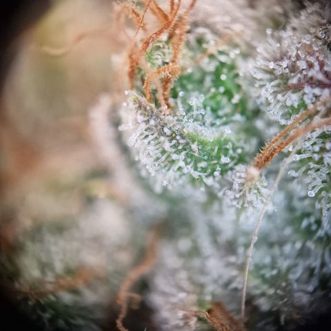 Triple G growlog timeline photo