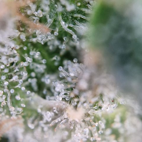 Triple G growlog timeline photo
