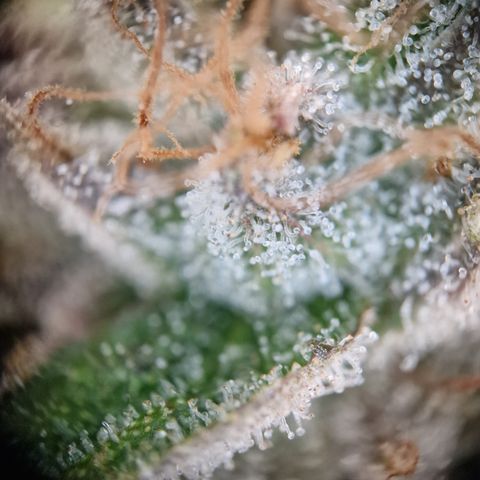 Triple G growlog timeline photo