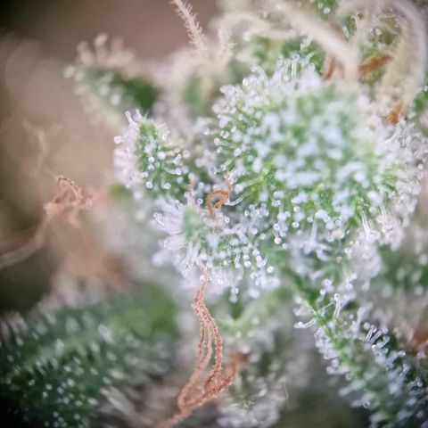 Triple G growlog timeline photo