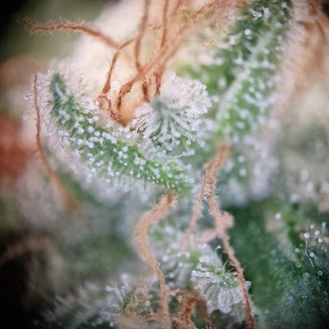 Kalini Asia growlog timeline photo