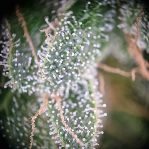 Kalini Asia growlog timeline photo
