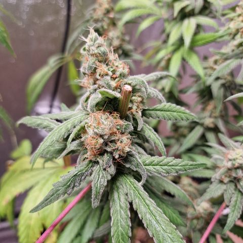 Kalini Asia growlog timeline photo