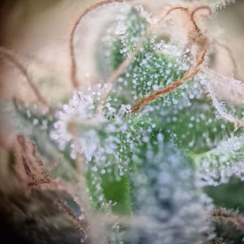 Kalini Asia growlog timeline photo