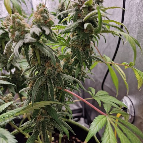 Kalini Asia growlog timeline photo