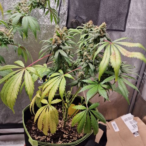 Kalini Asia growlog timeline photo